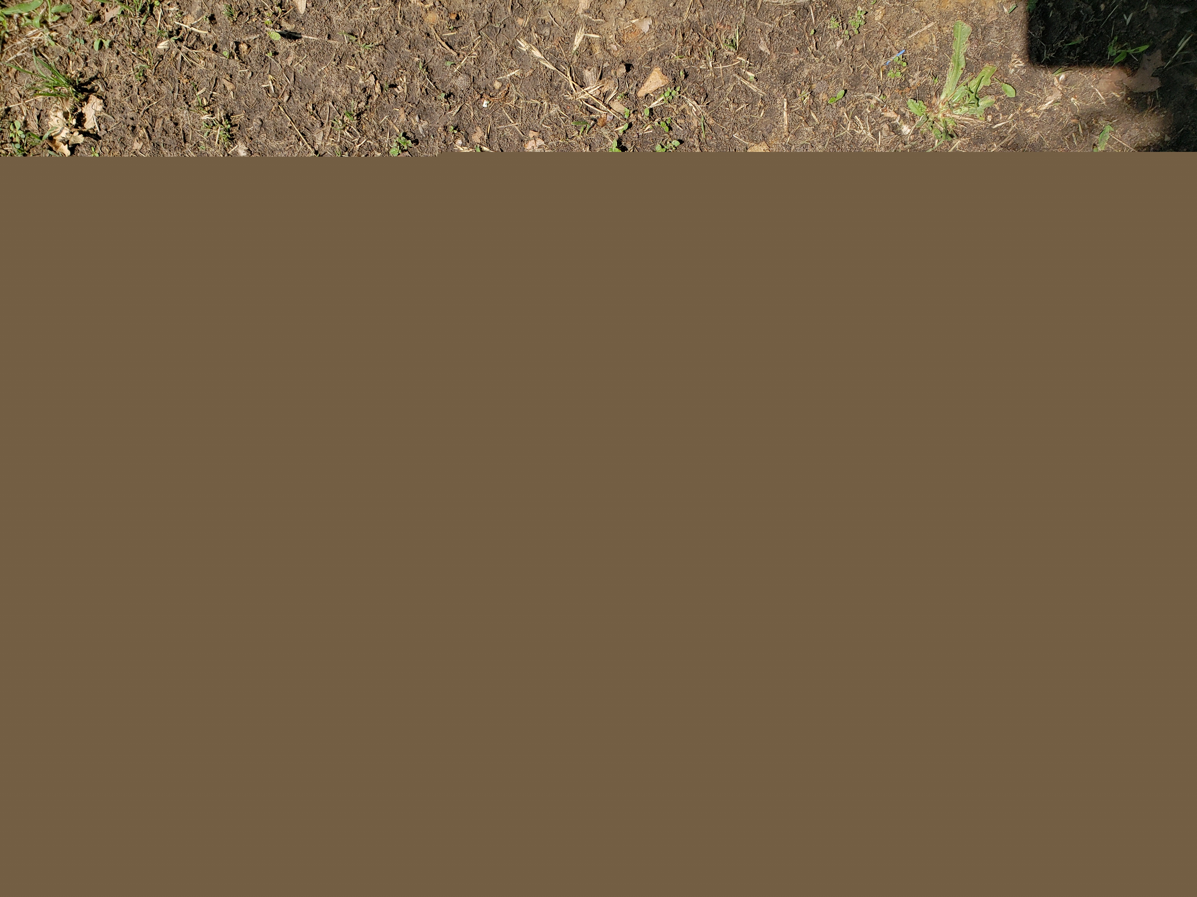 Flower delivery for Irene T Silva