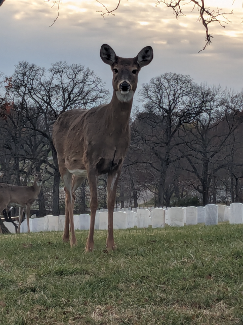 Flower delivery for Richard Carroll Seibman
