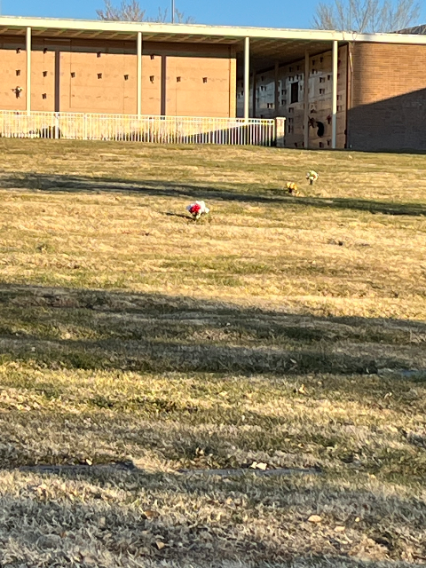 Flower delivery for Paula J Mortensen