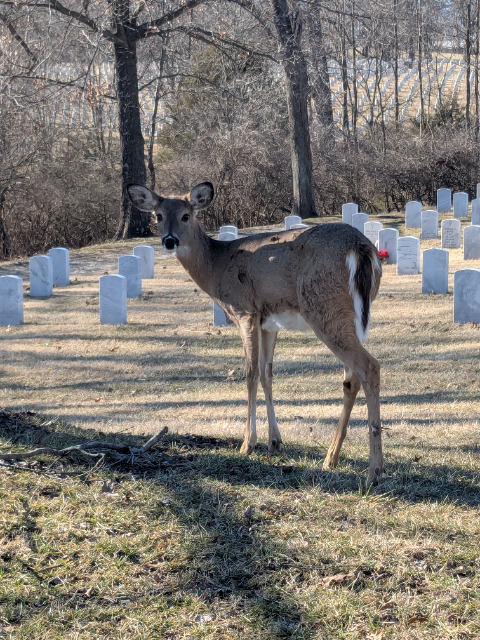 Flower delivery for Richard Carroll Seibman