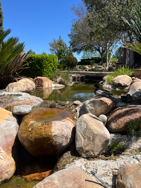 Flower delivery for Karen Anne Carpenter