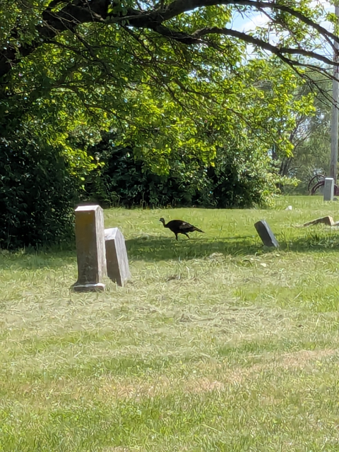 Flower delivery for Henrietta Piggs