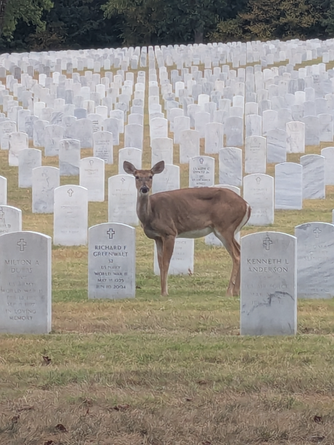Flower delivery for Richard Carroll Seibman