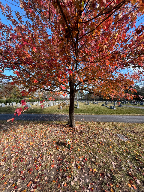 Flower delivery for David Arnold Blessing
