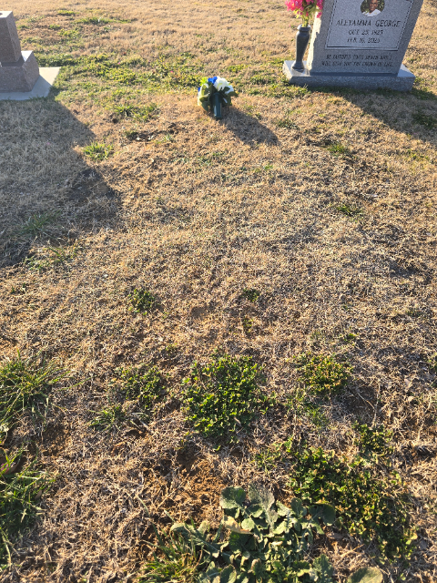 Flower delivery for Toni Lynn Gibson