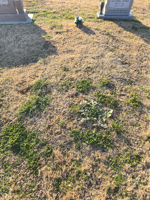 Flower delivery for Toni Lynn Gibson