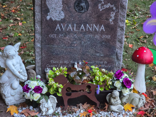 Flower delivery for Avalanna Routh
