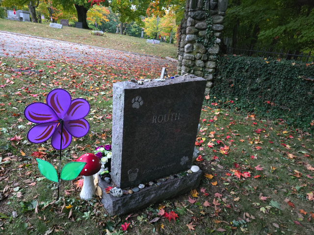 Flower delivery for Avalanna Routh